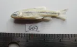 Mexican Stoneroller, photographed in Durango