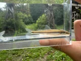 Stargazing Minnow, photographed in Virginia