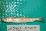 Pacific Rainbow Smelt, photographed in Sakhalinskaya Oblast