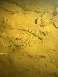 Waccamaw Darter, photographed in North Carolina