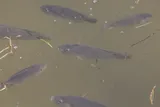 Blackchin Tilapia, photographed in Florida