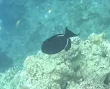 Black Triggerfish, photographed in Bohol