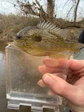 Longear Sunfish, photographed in Kentucky