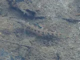 Cherokee Darter, photographed in Georgia