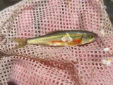 Redside Shiner, photographed in Utah