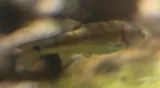 Moapa Dace, photographed in Nevada