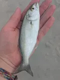 Bluefish, photographed in Georgia