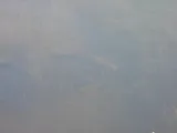 Lake Chubsucker, photographed in Florida