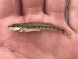 Guadalupe Darter, photographed in Texas