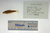 Arkansas River Shiner, photographed in Kansas