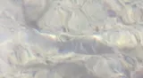 Owens Pupfish