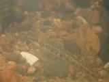 Coal Darter, photographed in Alabama