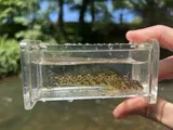 Tuckasegee Darter, photographed in North Carolina