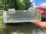 Trout-perch, photographed in Ohio