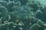 Honeycomb Cowfish, photographed in Bonaire