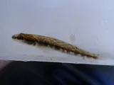 Muscadine Darter, photographed in Alabama