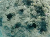 Bandtail Puffer, photographed in Florida