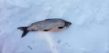 Lake Whitefish, photographed in Ontario