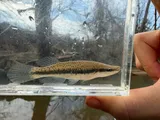 Blackspotted Topminnow, photographed in Kentucky
