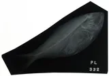 Yellowfin Menhaden, photographed in Georgia