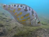 Tule Perch, photographed in California