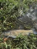 Grass Carp, photographed in Florida