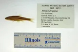 Rainbow Shiner, photographed in Georgia