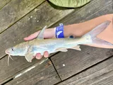 Hardhead Catfish, photographed in Texas