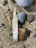 Slough Anchovy, photographed in California