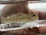 Clown Goby, photographed in Florida