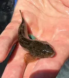 Prickly Sculpin, photographed in California