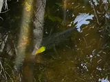 Blue Tilapia, photographed in Florida