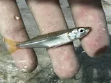 Tidewater Silverside, photographed in Florida