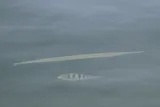 Atlantic Needlefish, photographed in Florida