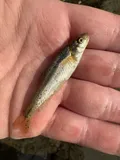Longfin Dace, photographed in Arizona