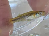 Largespring Gambusia, photographed in Texas