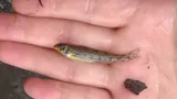 Warioto Darter, photographed in Tennessee