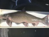 Blue Sucker, photographed in Texas