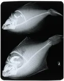Smooth Flounder, photographed in Newfoundland and Labrador