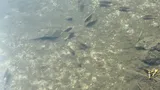 Mozambique Tilapia, photographed in Hawaii