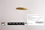 Rough Sculpin, photographed in California