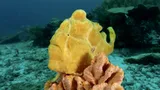 Commerson's Frogfish, photographed in Southern Leyte