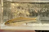 Blackspot Shiner, photographed in Texas