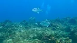 Ocean Triggerfish, photographed in Quintana Roo