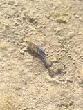 Salt Creek Pupfish, photographed in California