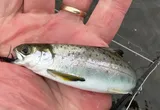 Atlantic Salmon, photographed in England