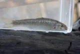 Largescale Stoneroller, photographed in Mississippi