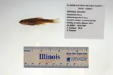 Bigmouth Shiner, photographed in Illinois