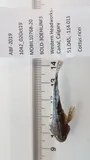 Spoonhead Sculpin, photographed in Alberta