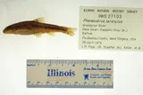 Kanawha Minnow, photographed in West Virginia